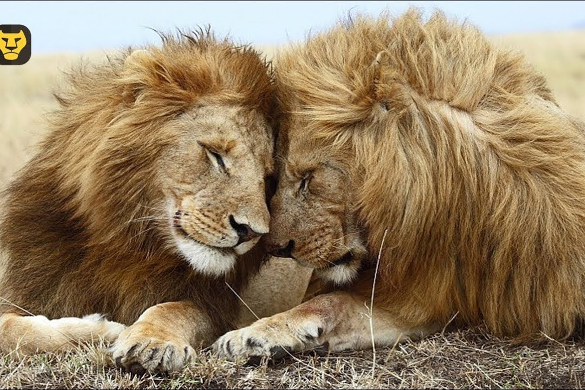 comportamiento animal, evolución, establecer vínculos, Red latina